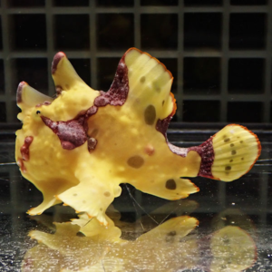 Yellow pufferfish figurine with brown patches on a reflective surface.
