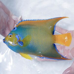 Bright blue and yellow angelfish held gently by gloved hands, fins edged in vivid blue.