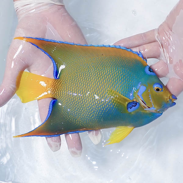 【現物4】クイーンエンゼル 21cm± !海水魚 ヤッコ 15時までのご注文で当日発送(t111(t207