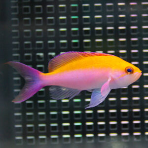 Colorful tropical fish with a yellow dorsal area and pink body swimming in front of a dark grid background