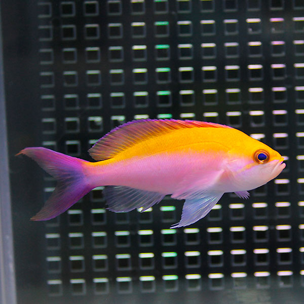 フタイロハナゴイ 5-7cm± ! 海水魚 ハナダイ 餌付け済み 15時までのご注文で当日発送(t118
