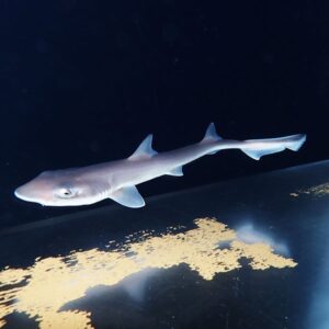 Juvenile pale shark swimming in a dark aquarium, viewed from the side near the glass.