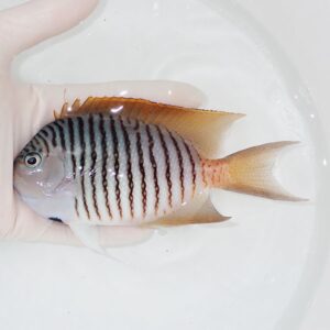 Small striped fish with black vertical bars and orange-tinted fins held in a gloved hand over a white basin of water.