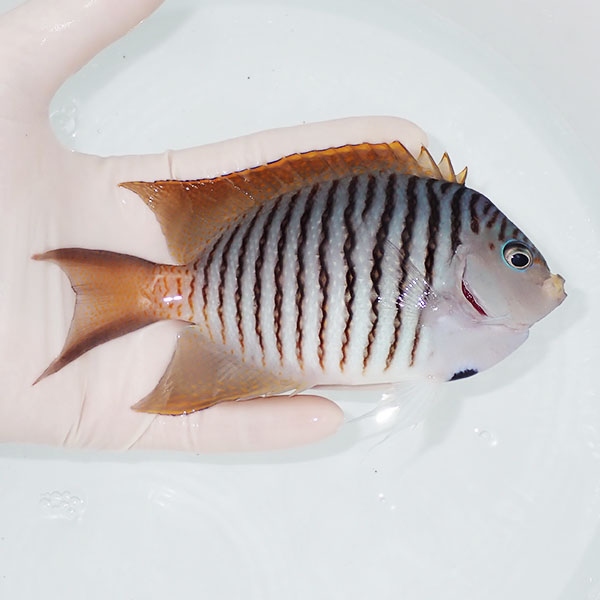 【現物1】 BIG ヤイトヤッコ ♂  14cm± ! 海水魚 ヤッコ 15時までのご注文で当日発送(t111(t207