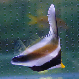 Tropical fish with a tall dorsal fin, white body with brown band and yellow tail, swimming in front of a perforated green background.