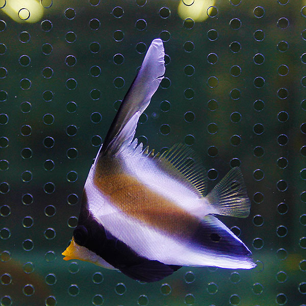 ミナミハタタテダイ 8-10cm±!   海水魚 チョウチョウウオ (t114
