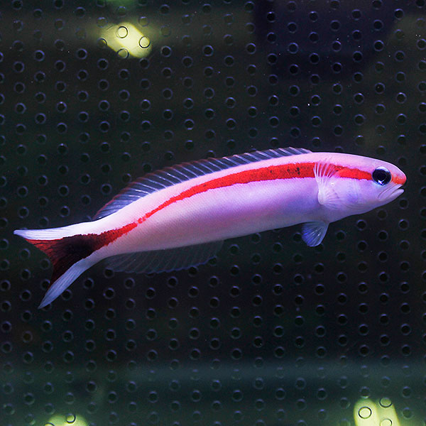 アカオビサンゴアマダイ 6-8cm±!海水魚 アマダイ 15時までのご注文で当日発送【アマダイ】