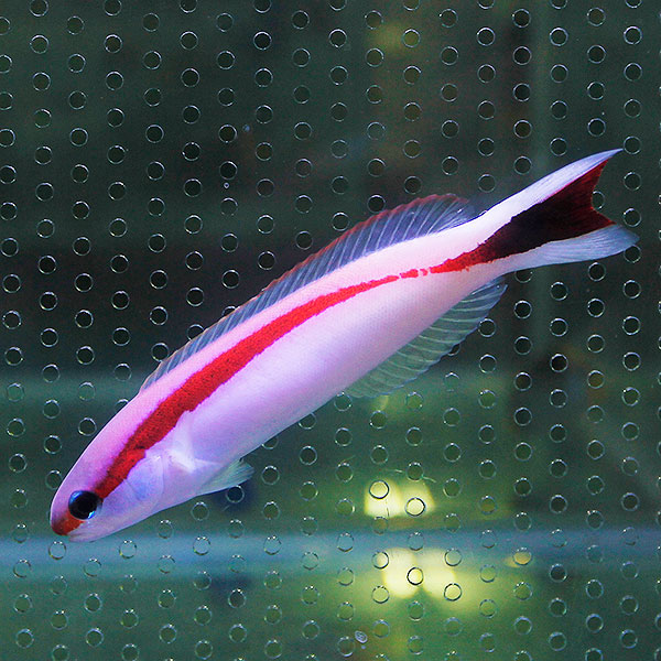 アカオビサンゴアマダイ 6-8cm±!海水魚 アマダイ 15時までのご注文で当日発送【アマダイ】