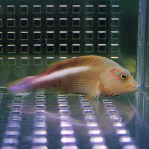 irm-000-1418567826 - AQUAGIFT 用品ショップ Small tropical fish with orange eye markings and a purple tail swimming in a clear aquarium against a perforated metal back panel.