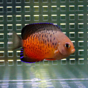 Orange tropical fish with black vertical markings and a blue-edged dorsal fin swimming in an aquarium.