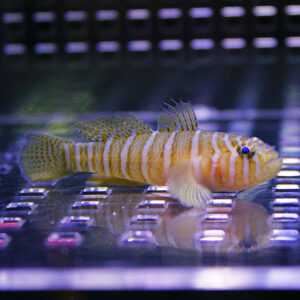 Striped yellow and orange fish with tall dorsal fins resting on the glass bottom of an aquarium.