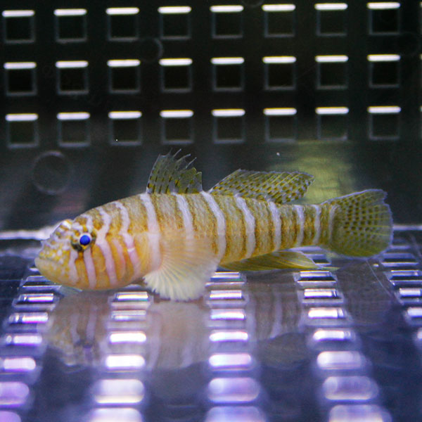 イレズミハゼ 4-6cm±!海水魚 ハゼ  15時までのご注文で当日発送(t121