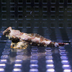 Small fish with speckled brown and white pattern resting on the bottom of an aquarium glass.