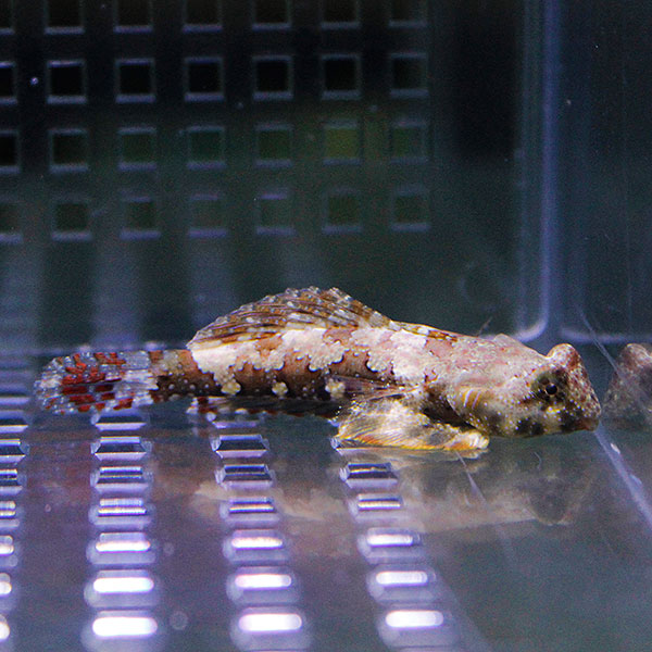 コウワンテグリ 3-5cm±! 海水魚 15時までのご注文で当日発送(t125