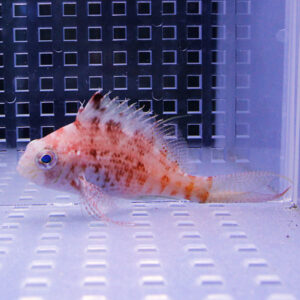 Orange and white speckled fish swimming in an aquarium with a grid-pattern back panel.