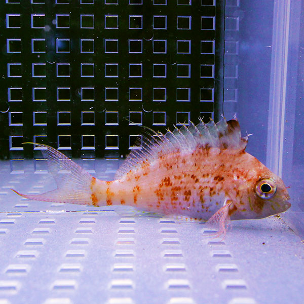 ウイゴンベ 【1匹】 6-8cm± 海水魚 ゴンベ !15時までのご注文で当日発送(t125