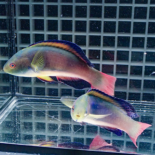 【現物】マーシャル産スコットラス ペア ♂12cm♀10cm±!までのご注文で当日発送(t122(t207