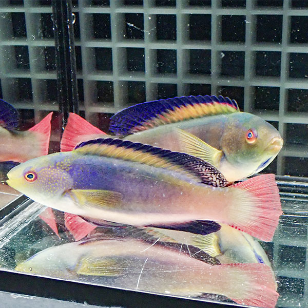 【現物】マーシャル産スコットラス ペア ♂12cm♀10cm±!までのご注文で当日発送(t122(t207
