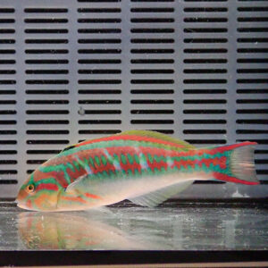 OLYMPUS DIGITAL CAMERA - AQUAGIFT 用品ショップ Colorful tropical fish with red and green stripes swimming in a glass aquarium.