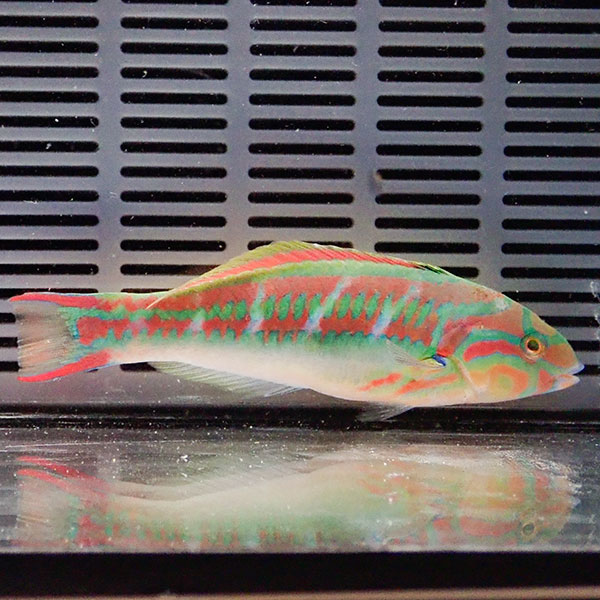 ハコベラ 10-12cm±!までのご注文で当日発送(t122(t207