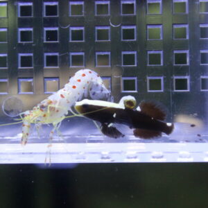 Pale translucent shrimp with orange spots swimming beside a black and white fish in a small aquarium with a grid-pattern backdrop.