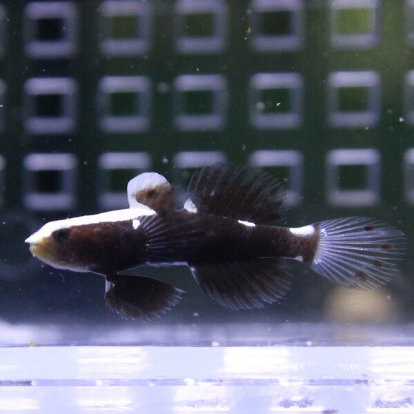 【サンプル画像】オドリハゼ＆共生エビセット! 海水魚 ハゼ 15時までのご注文で当日発送(t121(t129