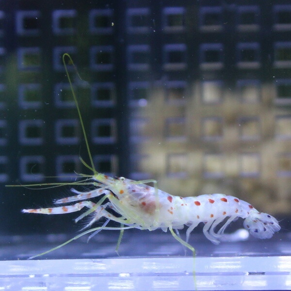 【サンプル画像】オドリハゼ＆共生エビセット! 海水魚 ハゼ 15時までのご注文で当日発送(t121(t129