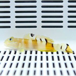Small yellow-orange striped fish lying on a white vented surface inside an aquarium or tank.