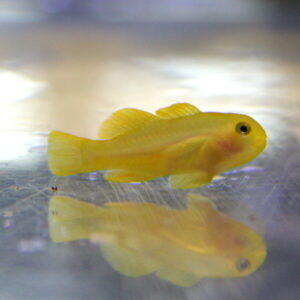 Small yellow aquarium fish facing right, swimming near a reflective surface with a soft background.