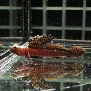 Red-brown fish with a large patterned dorsal fin swimming in a glass aquarium, its reflection visible on the water surface.