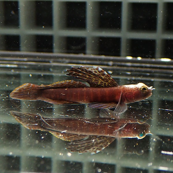 【現物3】ホタテツノハゼ 4.5cm±  !海水魚 ハゼ 15時までのご注文で当日発送(t121