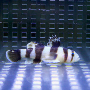 White fish with dark brown vertical bands swimming near the tiled, reflective bottom of an aquarium tank.