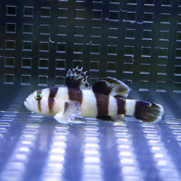 フルムーンリーフゴビー 5-７cm± ! 海水魚 ハゼ 餌付け 15時までのご注文で当日発送(t121