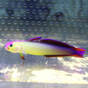 Colorful tropical fish with a yellow body and purple fins swimming in an aquarium tank long side view.