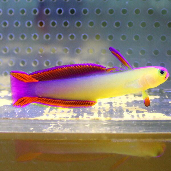アケボノハゼ 6-8cm±! 海水魚 ハゼ 餌付け 15時までのご注文で当日発送(t121