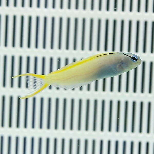 オウゴンニジギンポ 4-6cm±!  海水魚 生体 ギンポ 15時までのご注文で当日発送【ギンポ】