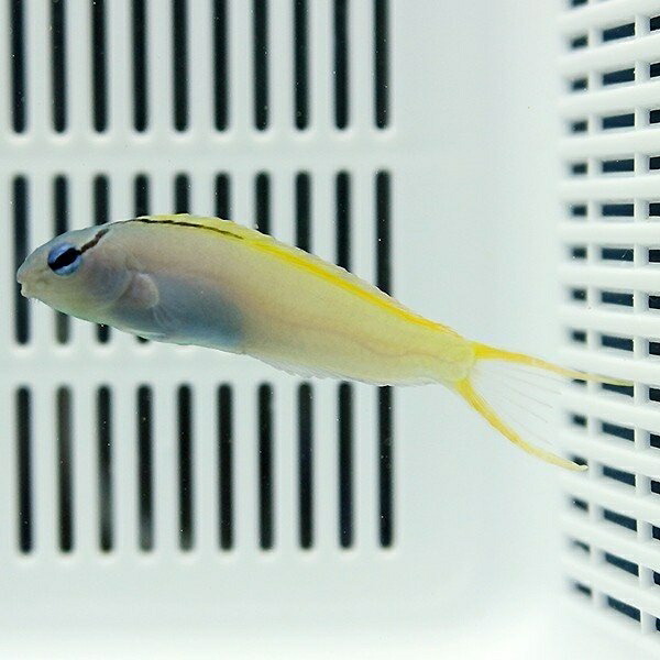 オウゴンニジギンポ 4-6cm±!  海水魚 生体 ギンポ 15時までのご注文で当日発送【ギンポ】