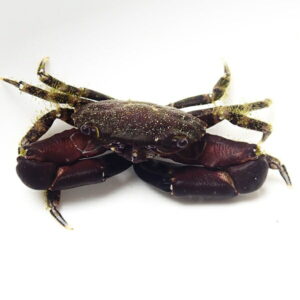 Dark brown crab with large claws resting on a white background.