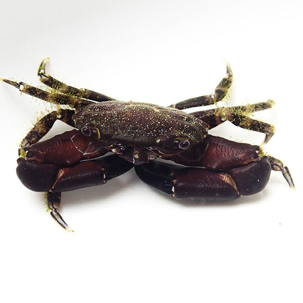 【現物1】カニ.sp! 海水魚 15時までのご注文で当日発送(t121(t129