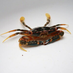 Blue-green crab with orange legs on a white background, shown from above.
