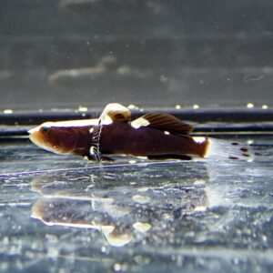 Small dark fish with pale fins lying on a reflective icy surface with a string around its body.