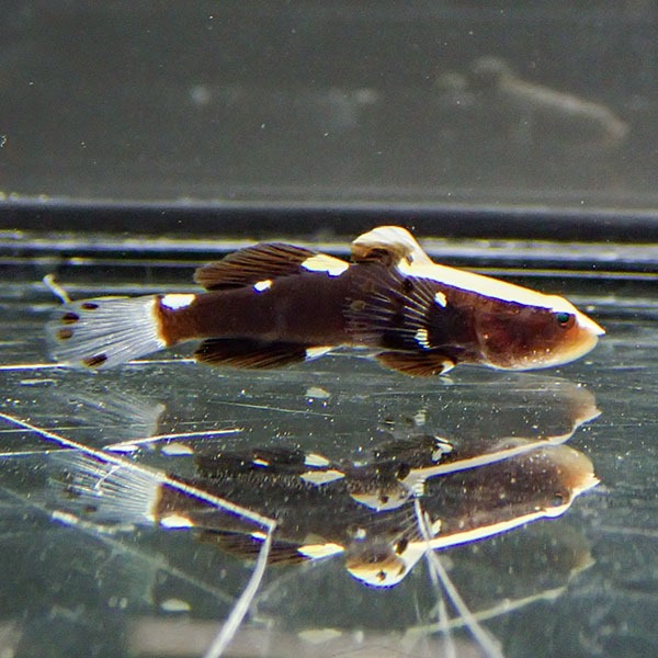 【サンプル】オドリハゼ 3cm! 海水魚 ハゼ 15時までのご注文で当日発送(t121(t129