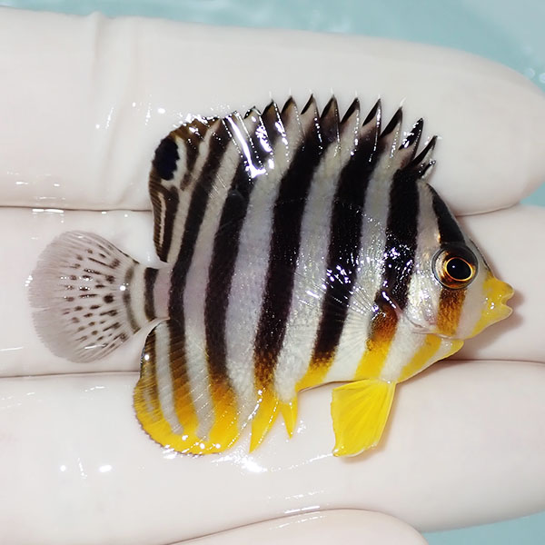 【現物21】シマヤッコ 5cm±! 海水魚 生体 15時までのご注文で当日発送(t111(t207