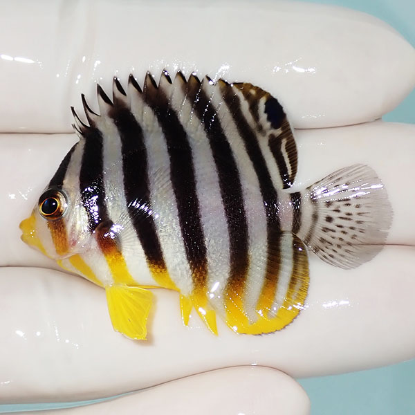 【現物21】シマヤッコ 5cm±! 海水魚 生体 15時までのご注文で当日発送(t111(t207