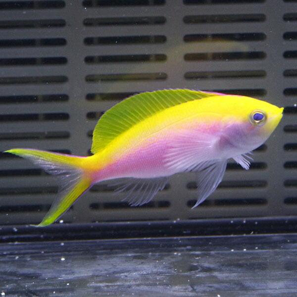 バートレットアンティアス♀ 6-8cm± ! 海水魚 ハナダイ !15時までのご注文で当日発送(t118
