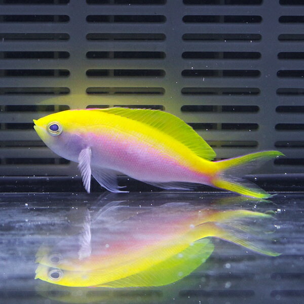 バートレットアンティアス♀ 6-8cm± ! 海水魚 ハナダイ !15時までのご注文で当日発送(t118