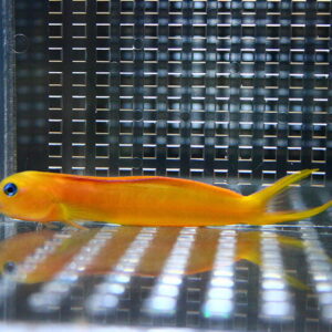 Orange fish with a long tail swimming in a clear tank against a perforated metal background, its reflection visible on the water surface.