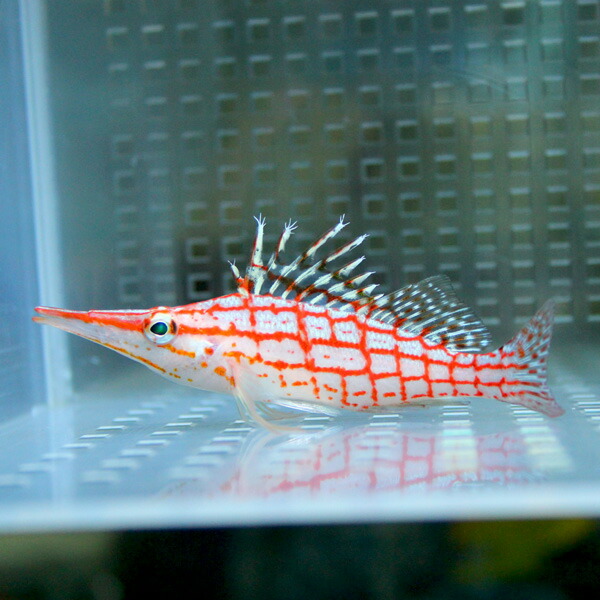 クダゴンベ 5-7cm !海水魚 ゴンベ 餌付け15時までのご注文で当日発送(t125