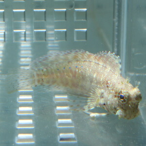 ヤエヤマギンポ 5-7cm±   茶苔取り 海水魚 ブレニー (t124(t121