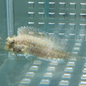 Small beige fish with a frilly dorsal fin swimming in a clear aquarium.